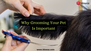 Read more about the article Why Grooming Your Pet Is Important